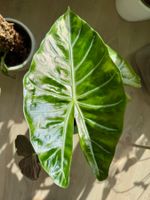 Alocasia Baginda Pink Dragon – rhizome 🧅🩷🐉