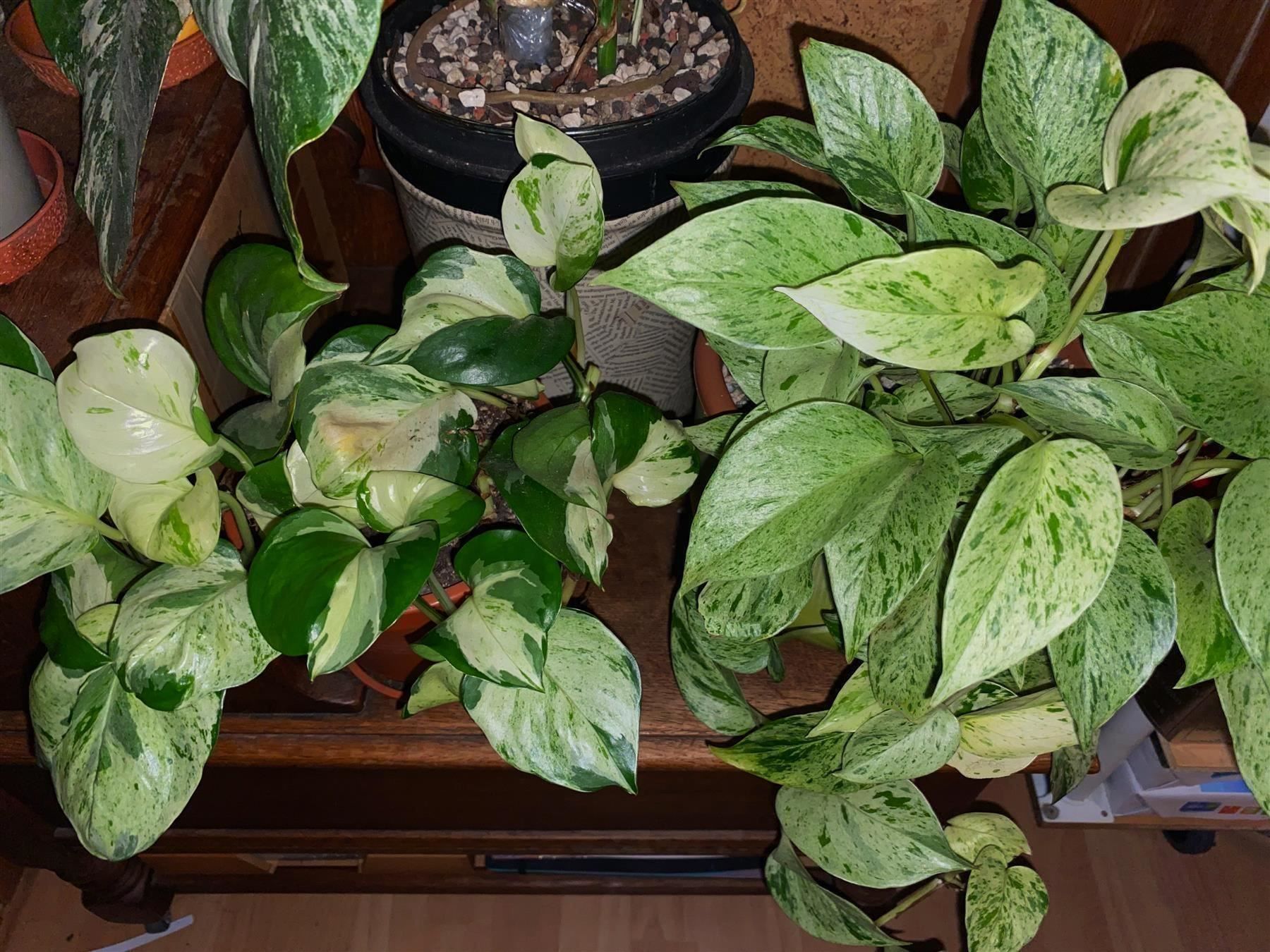 Pflanzen & Samen: Epipremnum pinnatum marble queen – Neu (gemäss Beschreibung) aus Winterthur von Aniger 6