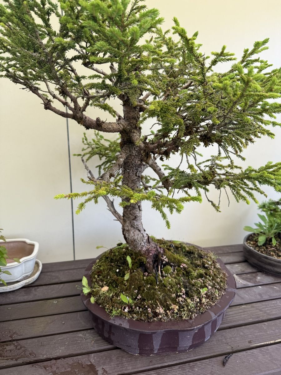 bonsai lilac Dwarf Korean Lilac Bonsai Tree main image 1
