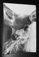 Foto um 1950 by Sepp Keller - Rotwildkalb in Bayern