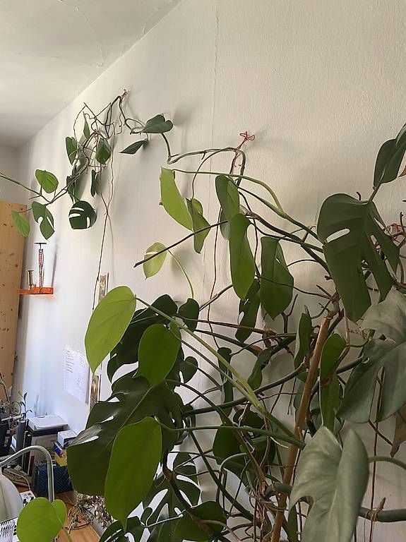 Piante & sementi: Huge Monstera Deliciosa – Nuovo (secondo la descrizione) da Bern venduto da alexjop 2