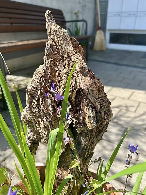 Ciotole: 3 Blumen in der Schale  – Usato da Frauenfeld venduto da Irene.Schuppli 1