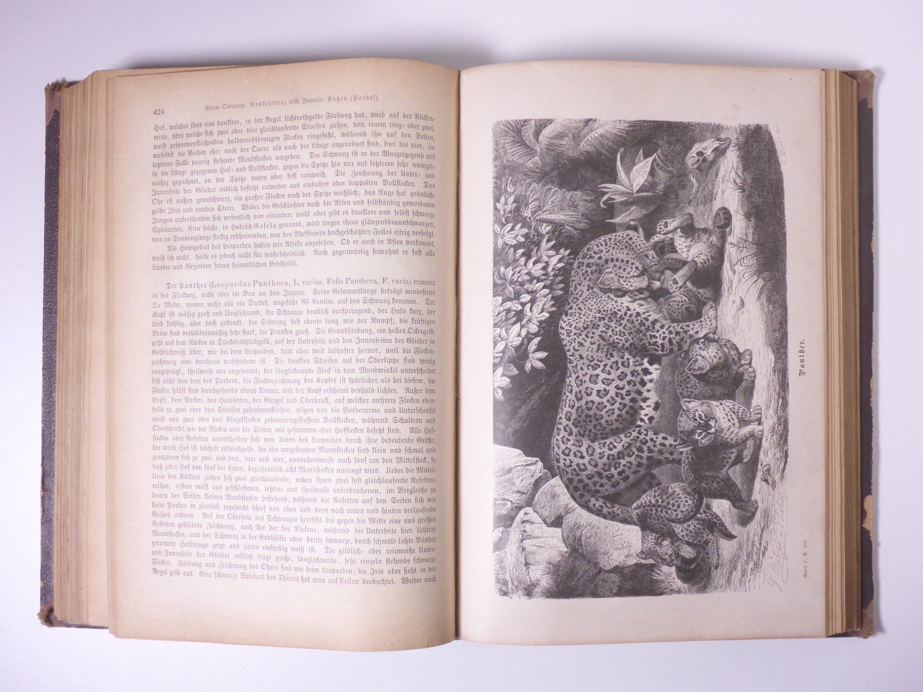 Libri: Brehms Thierleben (Tierleben) 3 Bände. – Usato da Erschwil venduto da taglang 3