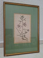 Antiker botanischer Stich - Epilobium 1789 gerahmt