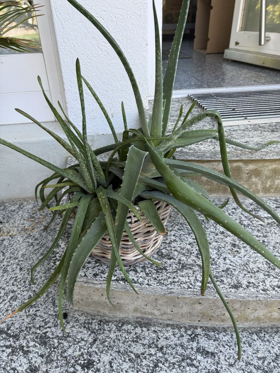 Pflanzen & Samen: aloe vera – Gebraucht aus St. Pantaleon von Ymanu