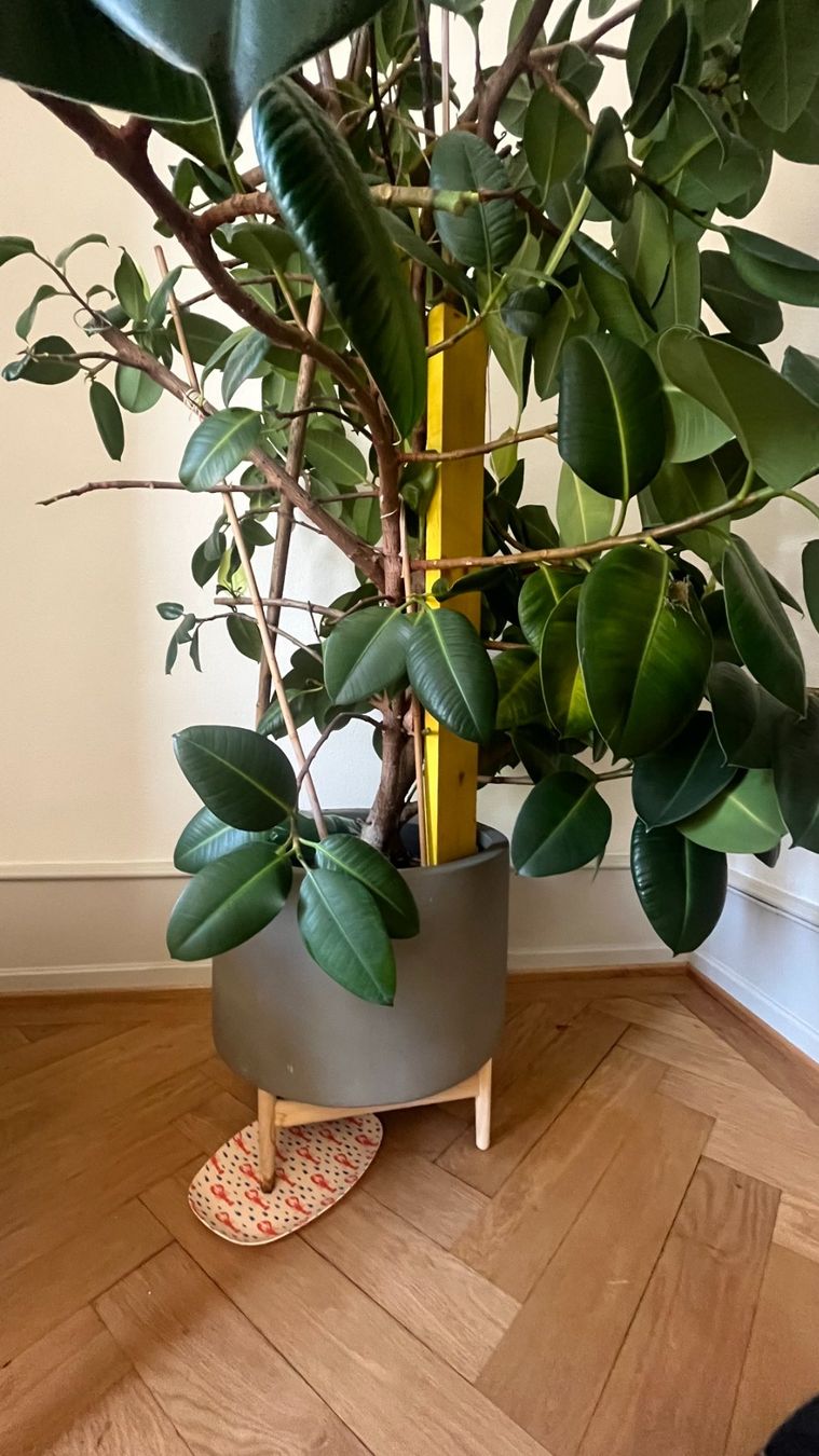 Plantes & graines: Gummibaum – D'occasion à Basel par tiktak09 1
