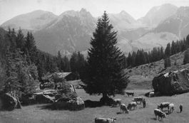Turmatt Stans (NW) Alpenlandschaft mit Weiden und Bergen