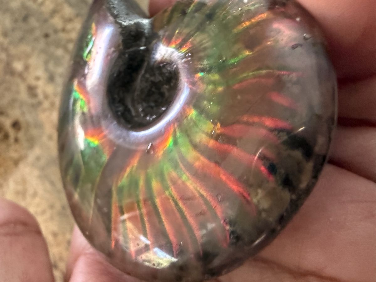 Fossili: Ammonite Ammolith echt – Nuovo (secondo la descrizione) da Oberhof venduto da RealStone 3