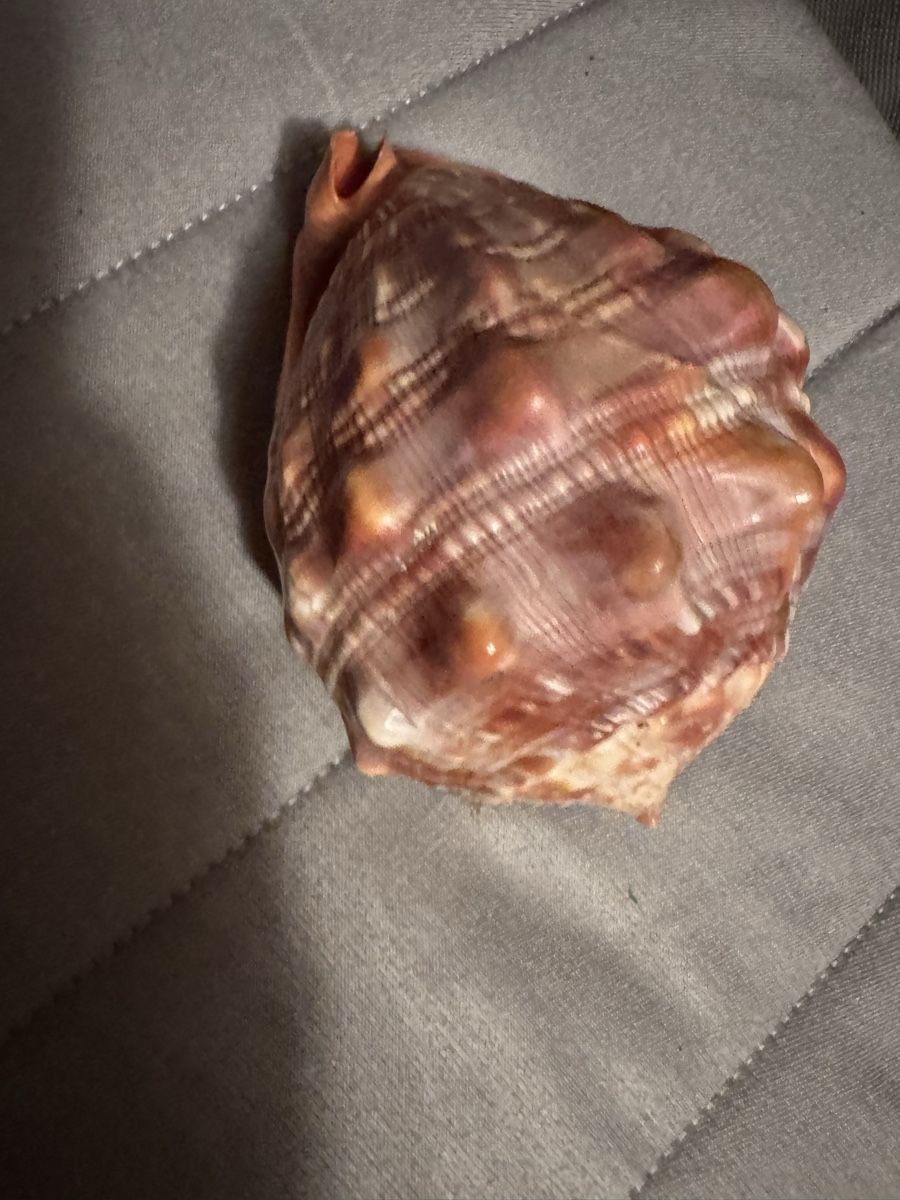 Tutte le decorazioni: Superbe Coquillage Décoratif Rare - – Usato da Martigny venduto da Mrtygn1 7