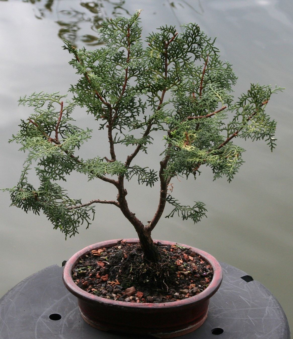 Pflanzen & Samen: BONSAI  -  Zypresse – Neu (gemäss Beschreibung) aus Gretzenbach von Sikim 1