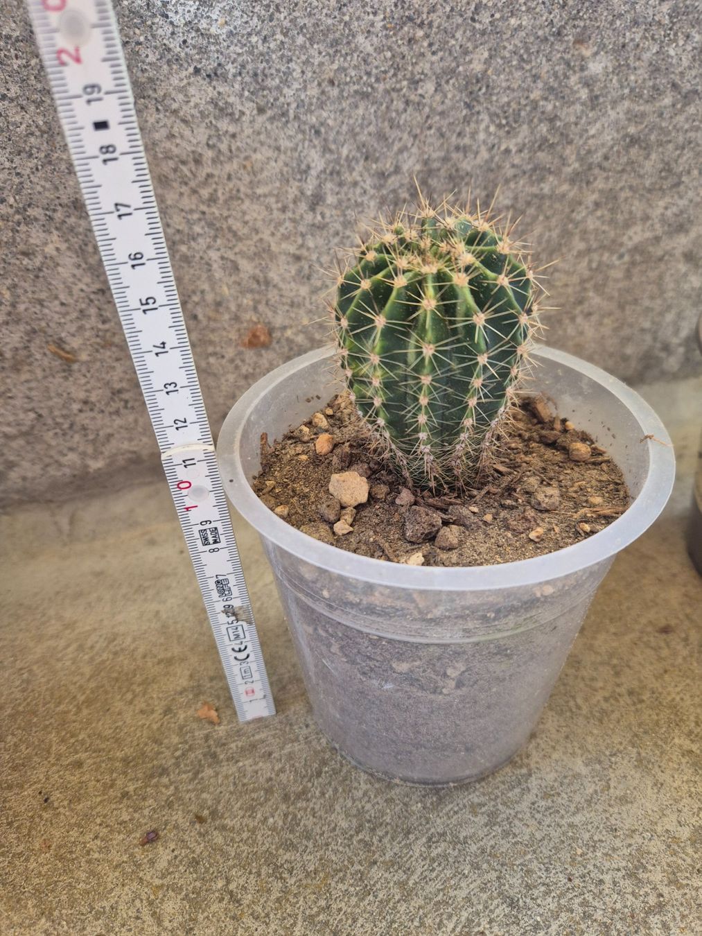 Piante & sementi: Kleiner Kaktus Echinopsis – Nuovo (secondo la descrizione) da Langenthal venduto da Polarisstern