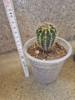 Kleiner Kaktus Echinopsis