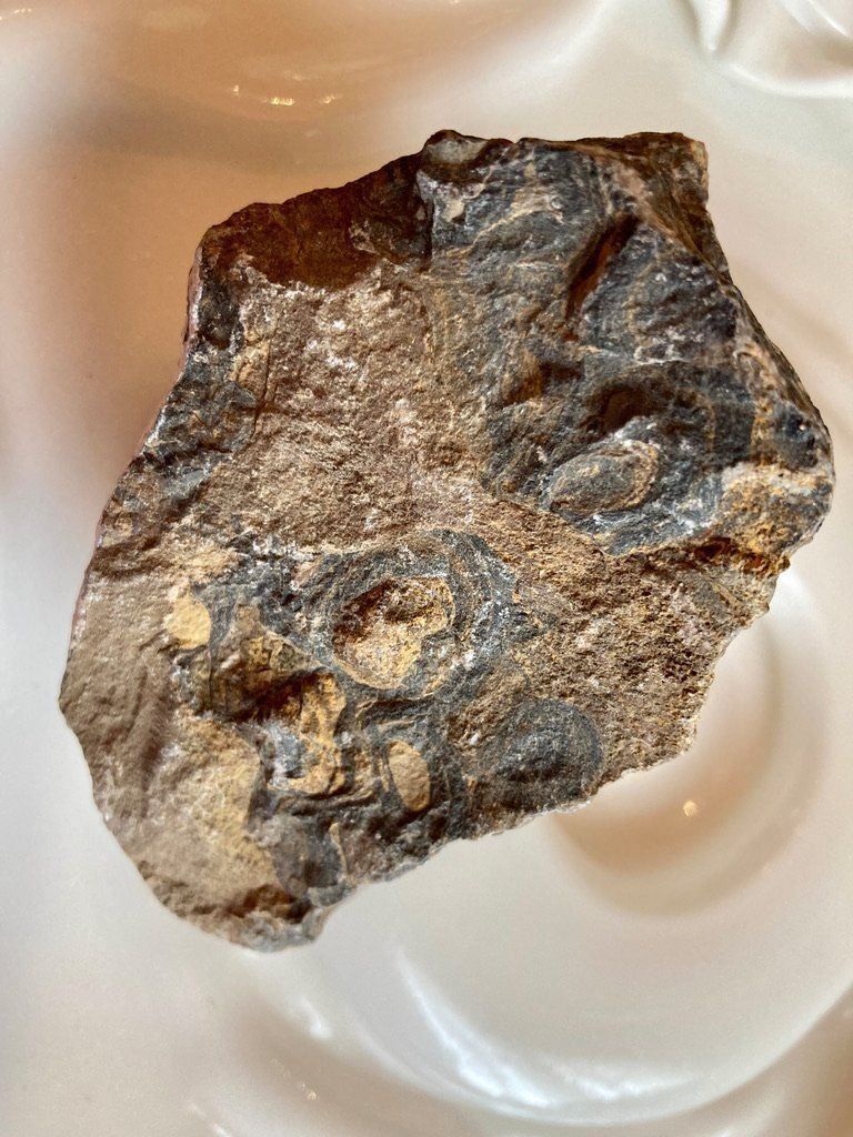 Pietre preziose: Stromatolith roh Heilstein – Nuovo (secondo la descrizione) da Biberist venduto da Steine