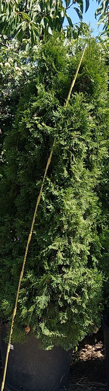 Pflanzen & Samen: Thuja Smaragd  – Gebraucht aus Buchs ZH von Fabian8107