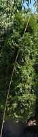 Thuja Smaragd 