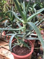 50 cm ↕️ INDOOR “ALOE  ARBORESCENT ”