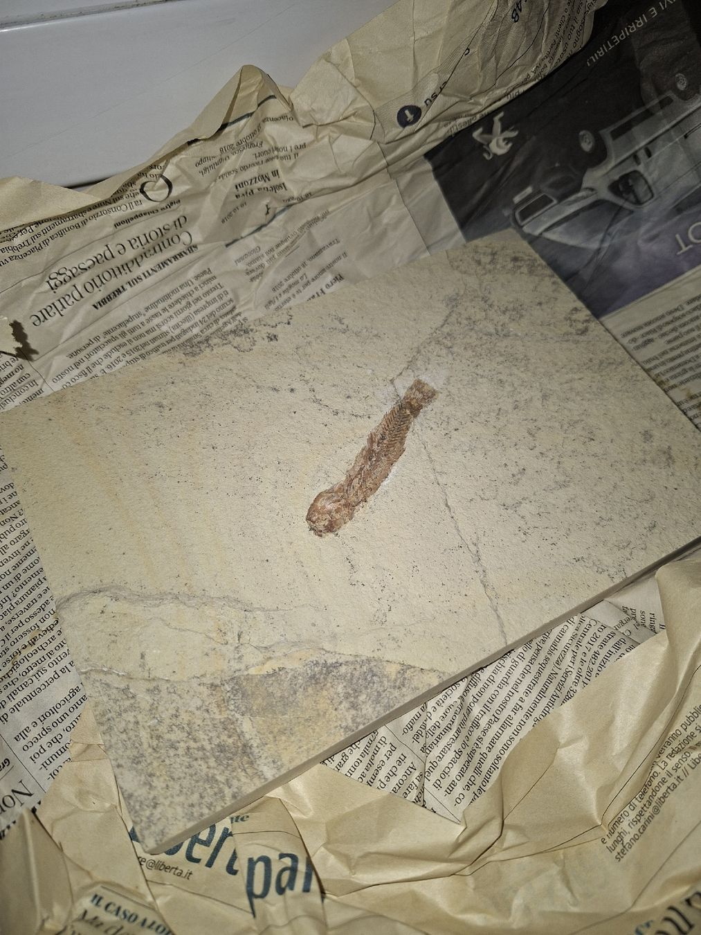 Fossilien: Fischfossil aus Sizilien, auf einer Steinplatte. – Neu (gemäss Beschreibung) aus Berikon von ric_kz59
