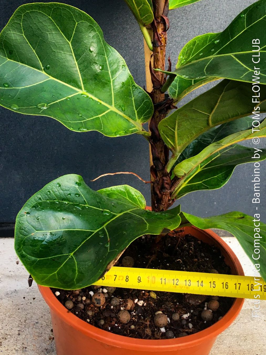 Plantes & graines: Ficus Lyrata Compacta Bambino - stylisches 120cm Bäumchen – Neuf avec emballage d'origine à Adliswil par astom369 8