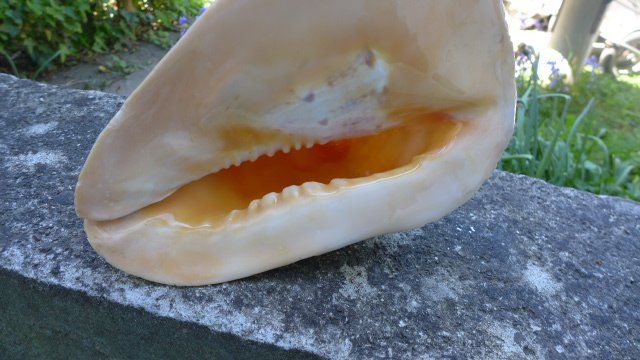Fossili: Cassis Cornuta. Muschel – Usato da Zürich venduto da inf_gt6t 7