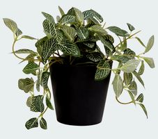 Künstliche Fittonia  mit Topf 10 cm hoch - SUPER DEKORATION 