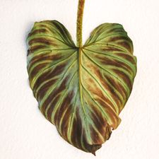Profile image of nifi.plants