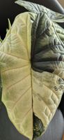 🤩Alocasia Dragon Scale Albo Variegata Rhizom 