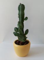 Kaktus euphorbia resinifera  - Wolfsmilch - auch Versand