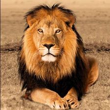 Profile image of Lionking99