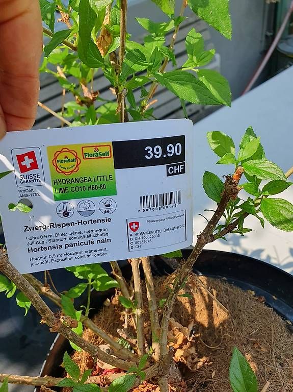 Piante & sementi: 2 zwerghortensien – Usato da Olten venduto da stritten 3