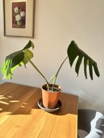 Monstera deliciosa 🌱