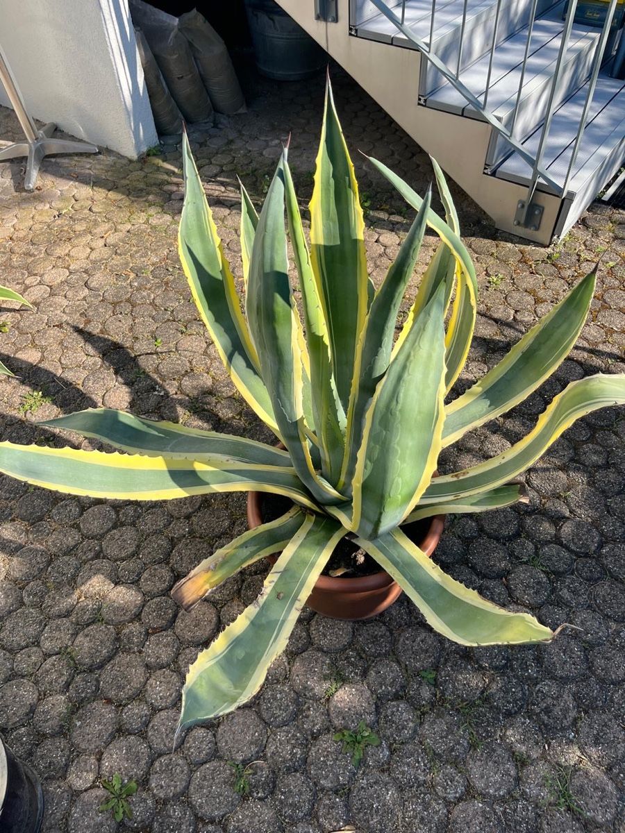 Piante & sementi: Agave variegata 80 cm hoch – Usato da Ottikon venduto da lo99
