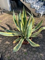 Agave variegata 80 cm hoch