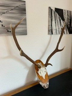 Altre raccolte & rarità: Geweih eines Rothirsches mit Unterkiefer montiert – Usato da St. Gallen venduto da alv_nm8x 1