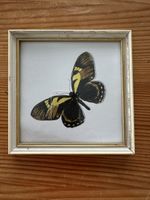 Schmetterling Bild gerahmt Vintage Deko Rarität Nostalgie