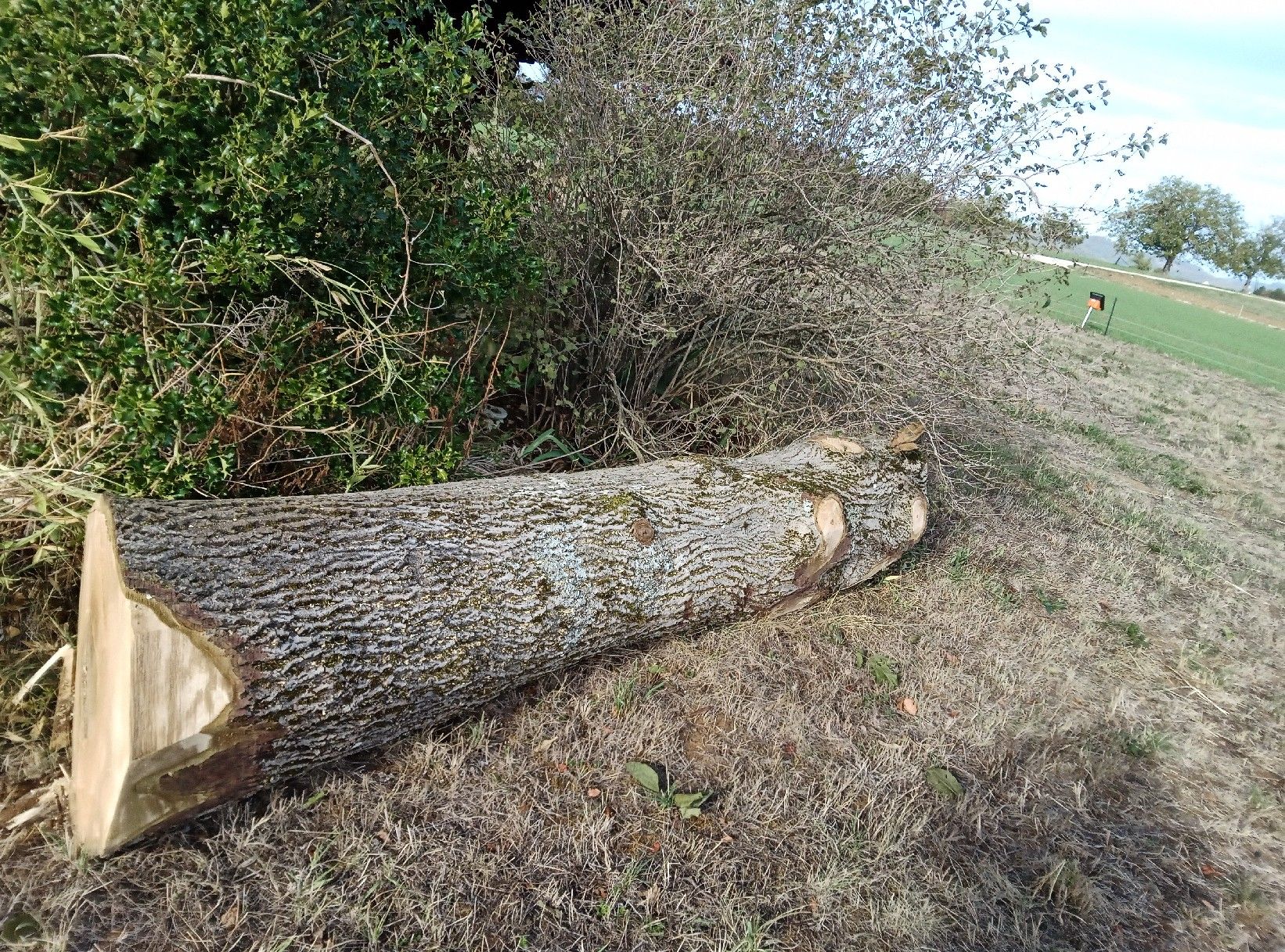Holzartikel: Nussbaumstamm – Neu und originalverpackt aus Seltisberg von Michi6810