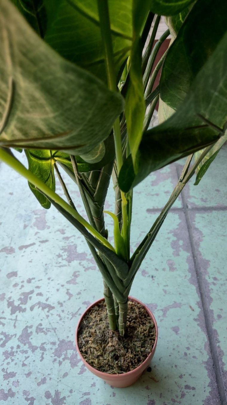 Piante & sementi: Decoflower Anthurium mit gelben Blüten 120cm – Nuovo (secondo la descrizione) da Däniken SO venduto da Profog1 6
