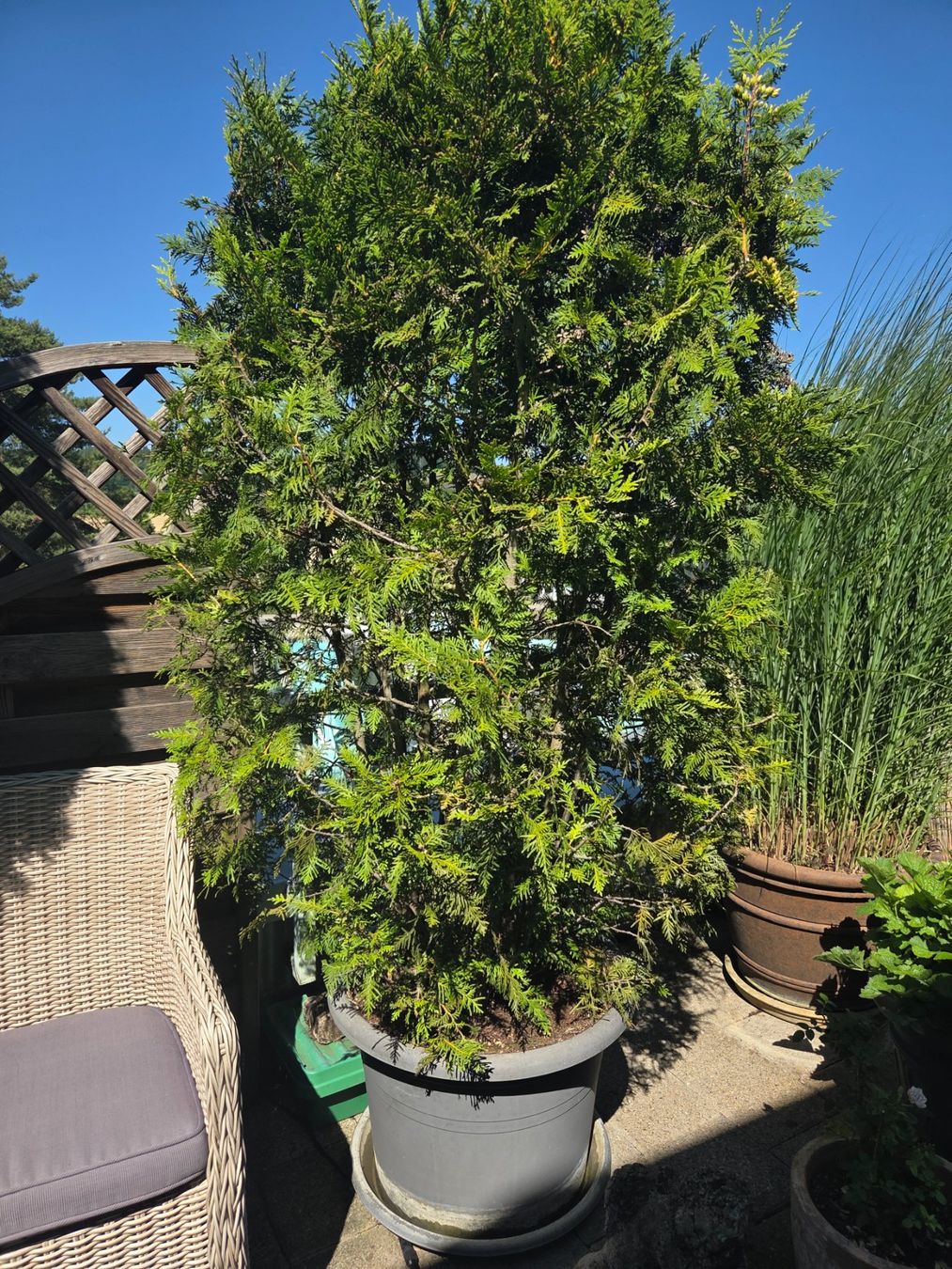 Pflanzen & Samen: Thuja / Lebensbaum – Neu (gemäss Beschreibung) aus Höri von fab_w7p5 2