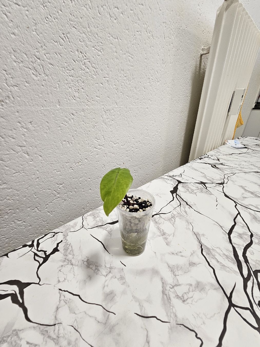 Pflanzen & Samen: Alocasia Black Stem – Neu (gemäss Beschreibung) aus Utzenstorf von Dac_mk