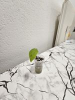 Alocasia Black Stem