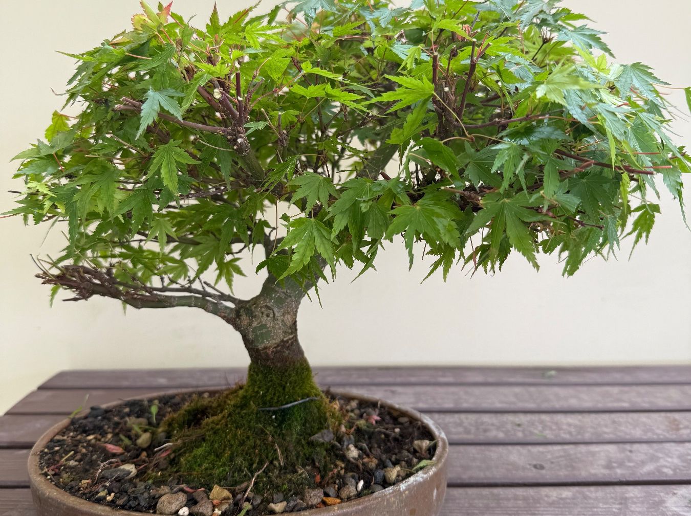 Bonsai Ahorn in wunderschner Schale (Gebraucht) in Uster fr CHF 199  nur  Abholung auf Ricardo kaufen
