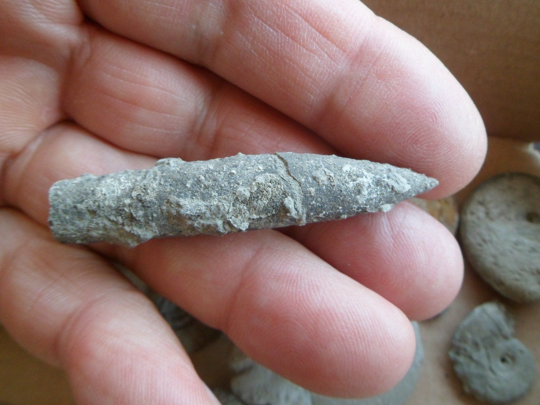 Fossiles: Fossilien Schweiz – D'occasion à Affoltern am Albis par Fossil60 2