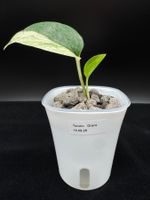 Epipremnum aureum 'Teruno Grace' in Semihydro