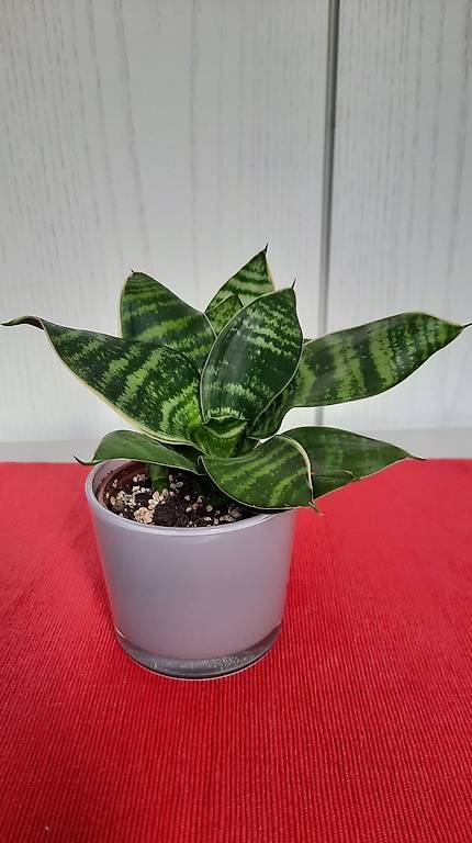 Plantes & graines: Zimmerplanze Schwiegermutterzunge – D'occasion à Giswil par aethra 1