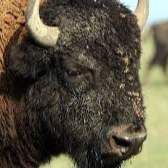 Profile image of Bulle