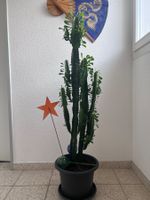 Euphorbia Kakteen 🌵 Zimmerpflanze 👍🏼 0767-742642