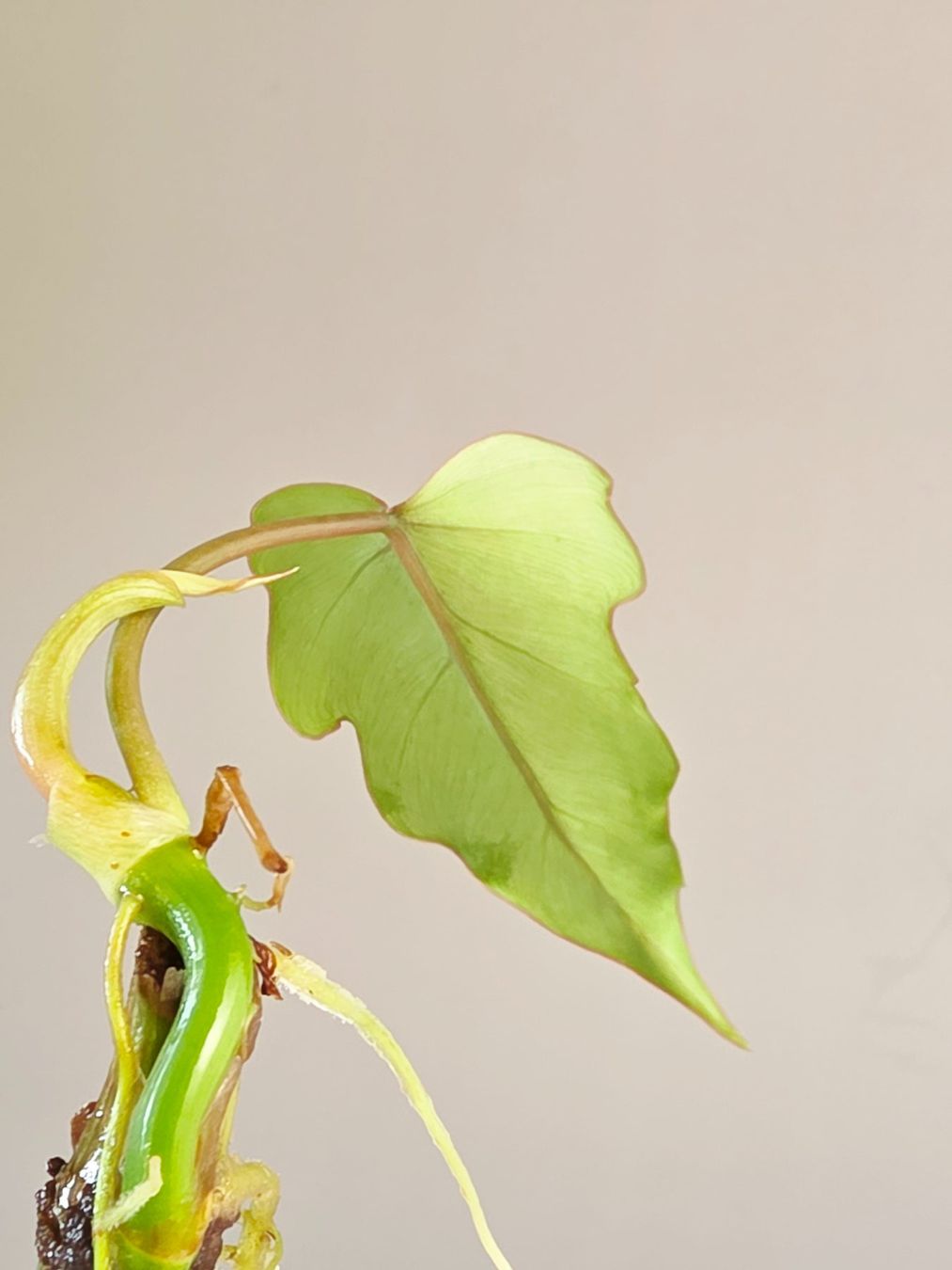 Piante & sementi: Philodendron mayoi Steckling – Nuovo (secondo la descrizione) da Gerolfingen venduto da Azora 1