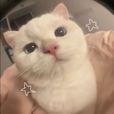 Profile image of ang_qqx6