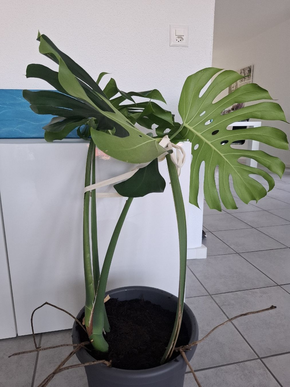 Piante & sementi: Echte Monstera – Nuovo (secondo la descrizione) da Neuenhof venduto da summer_25 3