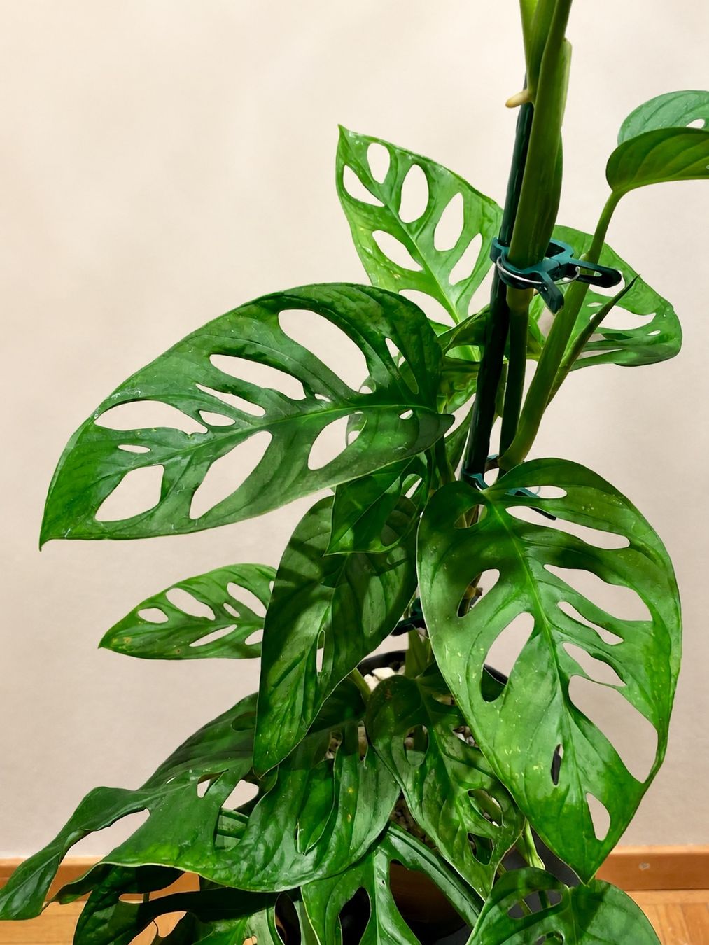 Piante & sementi: Monstera Monkey Leaf – Nuovo (secondo la descrizione) da Zürich venduto da Leafscape 1