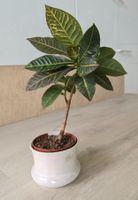 Zimmerpflanze Kroton Codiaeum variegatum im Topf